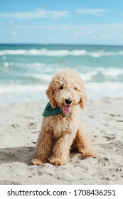 Goldendoodle at the Beach in Summer