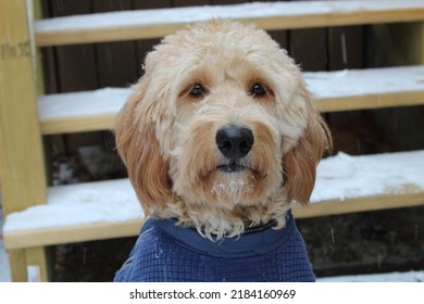 Goldendoodle Dog Outside In The Snow