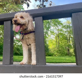 Goldendoodle Dog In The Park