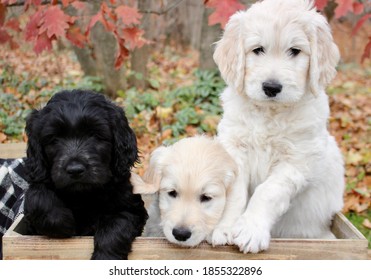 Goldendoodle Dog Puppies Fall Play