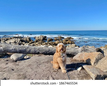 Goldendoodle Dog sunny beach California