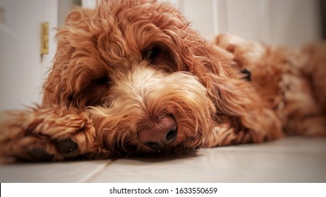 Goldendoodle laying on the floor 