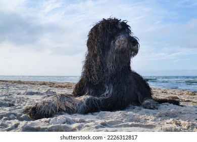 Goldendoodle is lying in the sand on the beach in front of the sea in Denmark. Long black fur with light spots. Animal photo of dog - Shutterstock ID 2226312817