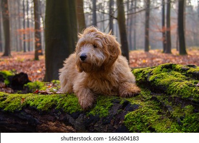 Goldendoodle on a branch in a forest