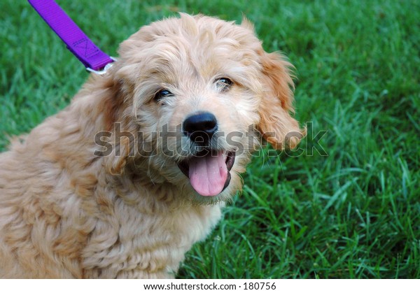 Droll Golden Retriever Poodle