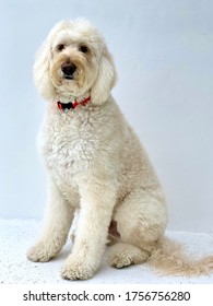 Goldendoodle portrait. White dog sitting proudly in front of a white background