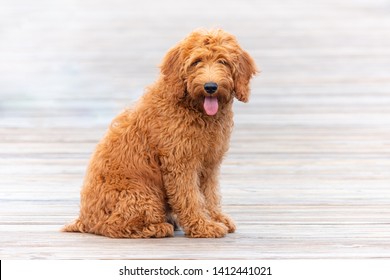 Goldendoodle Images Stock Photos Vectors Shutterstock