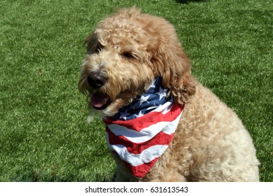 Goldendoodle Wearing American Flag Bandana