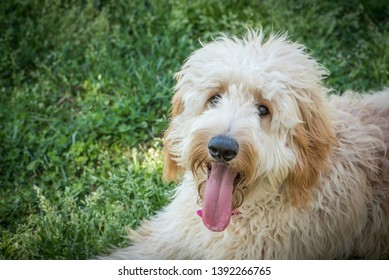 Goldendoodles are a canine mix of a golden retriever and a poodle. This is a beautiful goldendoodle with a smile on her face looking at the camera after playing ball.