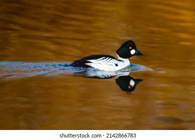 A Goldeneye Duck On A Lake