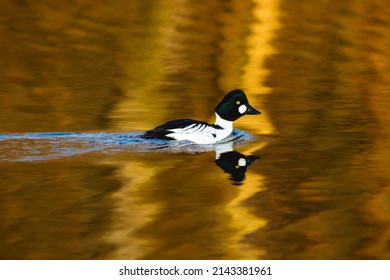 A Goldeneye Duck On A Lake