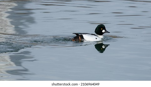 Goldeneye Duck On Lake Michigan 