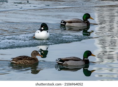 Goldeneye Duck On Lake Michigan 