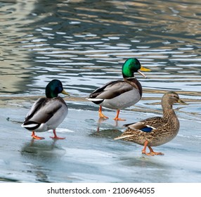 Goldeneye Duck On Lake Michigan 