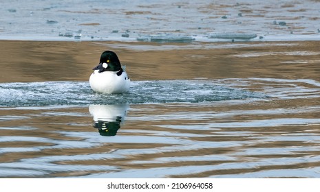 Goldeneye Duck On Lake Michigan 