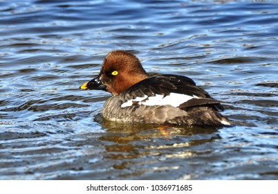 Goldeneye Duck South Saskatchewan River