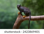 Golden-handed Tamarin monkey (Saguinus midas)