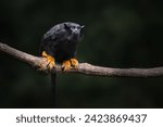 Golden-handed Tamarin monkey (Saguinus midas)