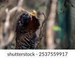 The Golden-Handed Tamarin (Saguinus midas), also known as the Red-Handed Tamarin or Midas Tamarin.