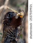 The Golden-Handed Tamarin (Saguinus midas), also known as the Red-Handed Tamarin or Midas Tamarin.