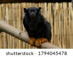 Golden-handed tamarin (Saguinus midas) sitting on a branch