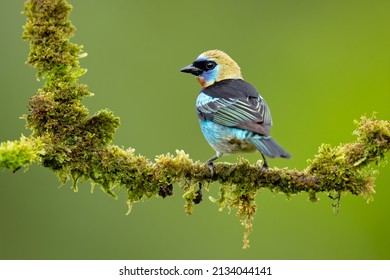 4,745 Breeder bird Images, Stock Photos & Vectors | Shutterstock