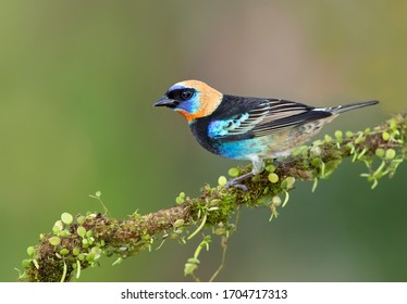 Golden-hooded tanager (Tangara larvata) perched on a leafy branch in the rainforests of Boca Tapada, Laguna de Lagarto Lodge, Costa Rica
					
					