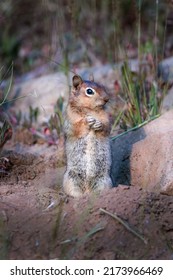 Golden-mantled Ground Squirrel Curiously Watching Me From Its Burrow.