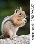 golden-mantled ground squirrel is a ground squirrel native to western North America