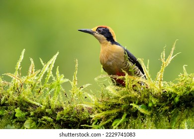 Golden-naped woodpecker (Melanerpes chrysauchen) is a species of bird in the woodpecker family Picidae. The species is very closely related to the beautiful woodpecker