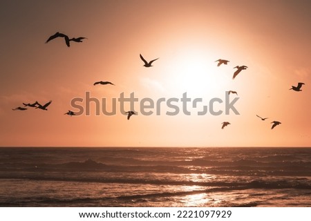 Golden-pink sunset over the sea, and silhouette of flying birds, abstract tranquil scene