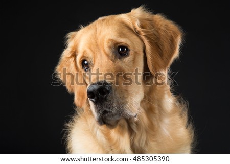 Goldenretriever Dog