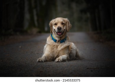 Goldenretriever portrait in the city forrest