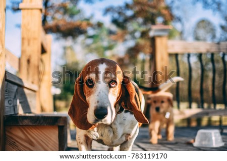 Goldenretriever puppy playing with a basset hound outside 