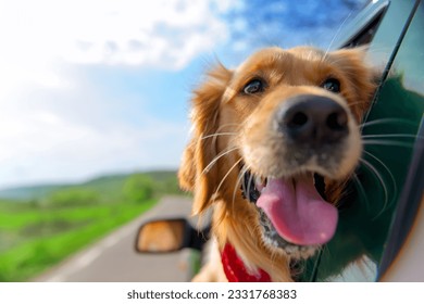 Golden,Retriever,Looking,Out,Of,Car,Window very happy and funny dog - Shutterstock ID 2331768383