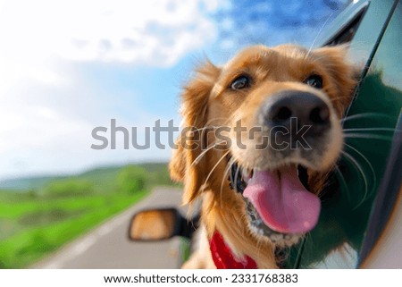 Golden,Retriever,Looking,Out,Of,Car,Window very happy and funny dog