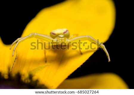 Similar – Image, Stock Photo Garden snail XV