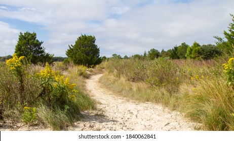 Goldenrod Lining Sandy Path On Sunny Day