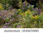 Goldenrod, wild asters and queen-annes lace in a field meadow.