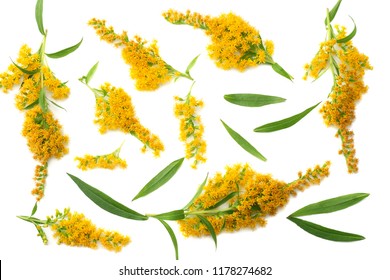 17,715 Golden rod Images, Stock Photos & Vectors | Shutterstock