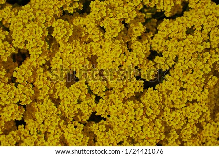 Goldentuft Alyssum (or Golden Alison, Gold-Dust, Golden-tuft Madwort, Rock Madwort) flowers in Innsbruck, Austria. Its scientific name is Aurinia Saxatilis, native to Europe and Turkey.
