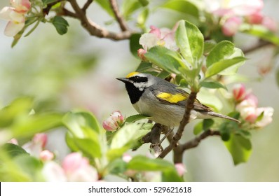 Golden-winged Warbler