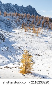 GoldenYellow larch trees in the snow
