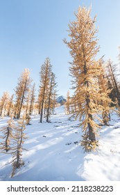 GoldenYellow larch trees in the snow