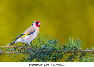 16,950 Goldfinch Images, Stock Photos & Vectors | Shutterstock