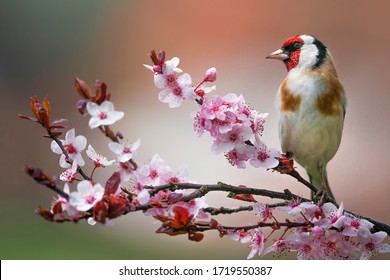 Goldfinch, Carduelis carduelis, single bird on blossom - Shutterstock ID 1719550387