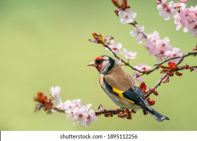 Goldfinch, Carduelis carduelis, single bird on blossom - Shutterstock ID 1895112256