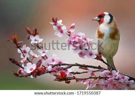 Goldfinch, Carduelis carduelis, single bird on blossom
