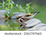 Goldfinch drinks water from a bird