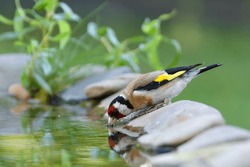 Goldfinch Drinks Water From A Bird's Water Hole. Czechia.